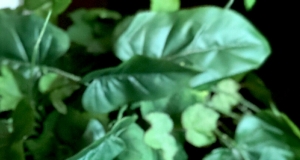 Tahini Mint Chocolate Shake