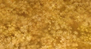Elderflower Cordial Concentrate