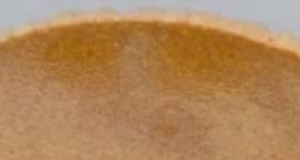 Gypsy Tart