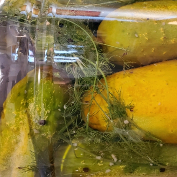 Homemade Dill Pickles