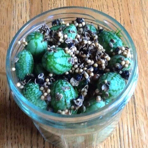 Cucamelon Pickles