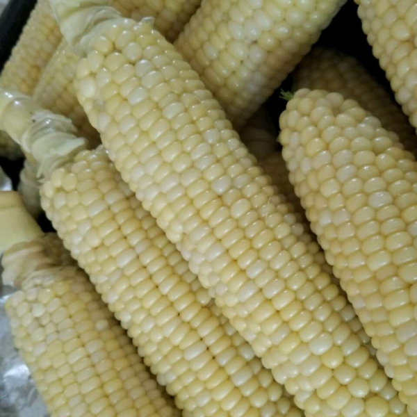 Daddy K's Milk Boiled Corn on the Cob