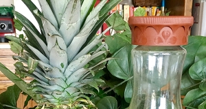 Agua Fresca de Pina y Espinacas (Pineapple Spinach Agua Fresca)