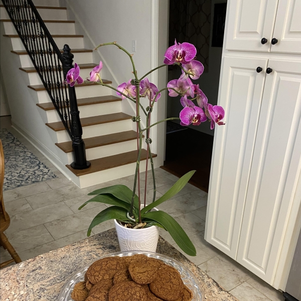 Mom's Ginger Snaps