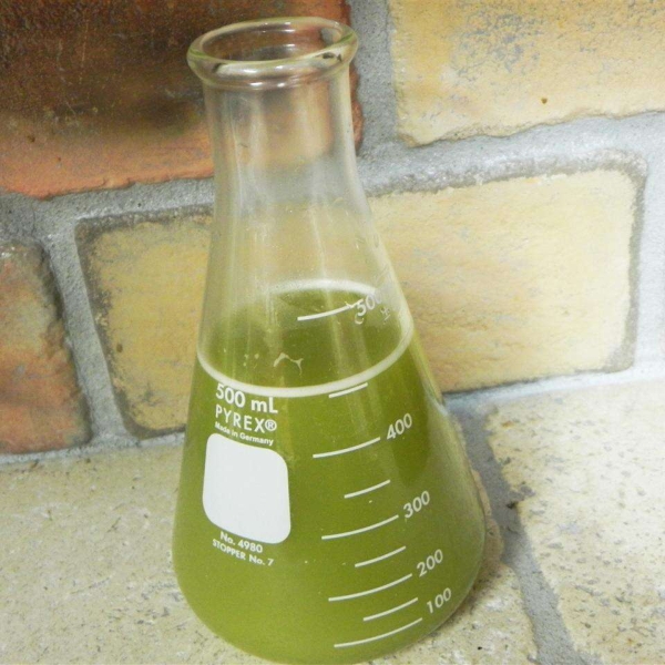 Serrano Hot Sauce