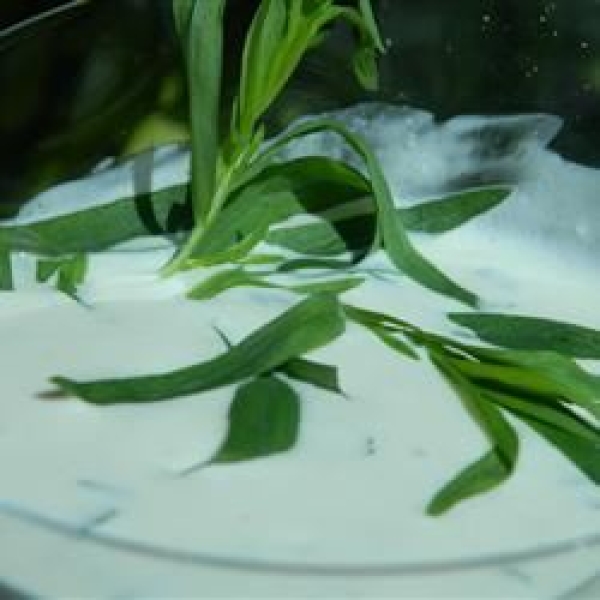 Delicious Ranch Dressing