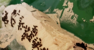 Zebra Cake III