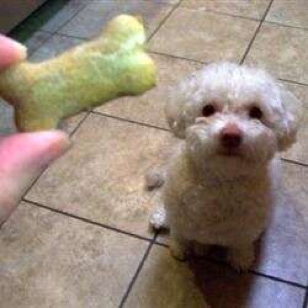 Dog Biscuits II