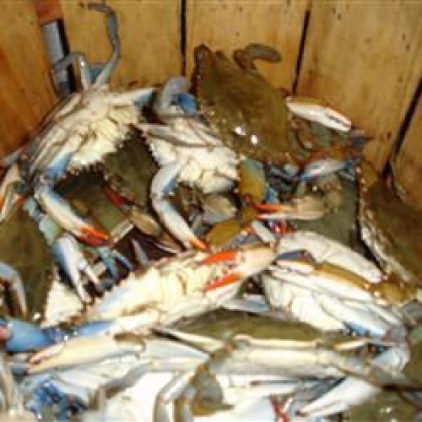 Steamed Blue Crabs