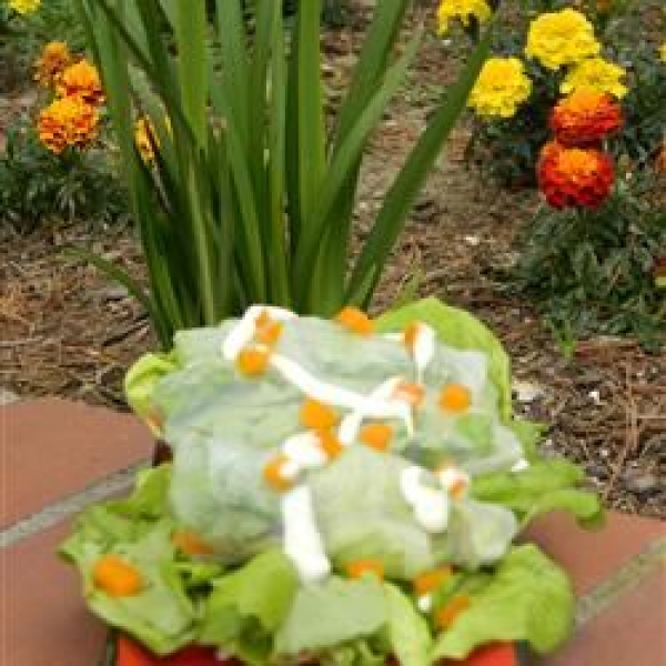 Chicken Caesar Spring Rolls