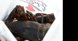 Chocolate Lobster