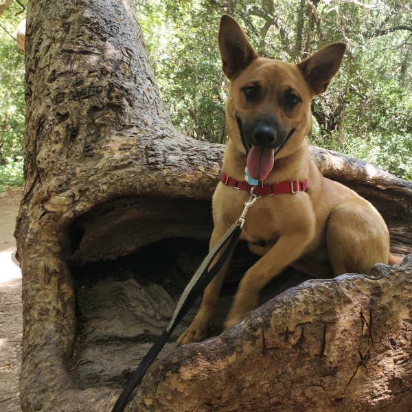 Homemade Dog Treats (Tango's Treats)