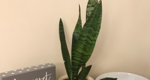 Fresh Rosemary Bread