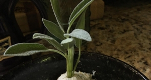 Sage Cream Cheese